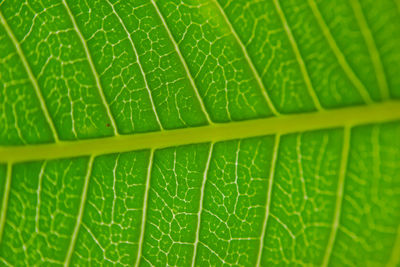 Full frame shot of green leaves