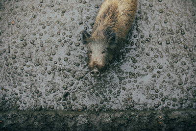High angle view of wild boar in mud