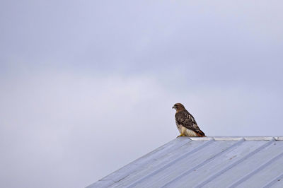 Low angle view of hawk perching on roof against sky