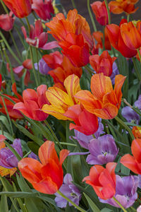 Full frame shot of purple flowering plants