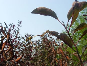 Close-up of plant against clear sky