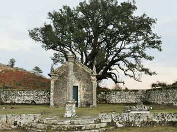 Tree in front of building against sky