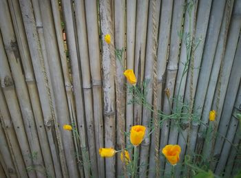 Close up of yellow flowers