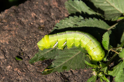 High angle view of insect on leaf