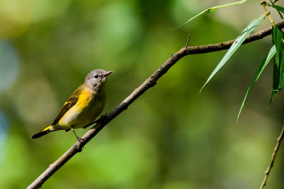 Close-up of bird perching on twig