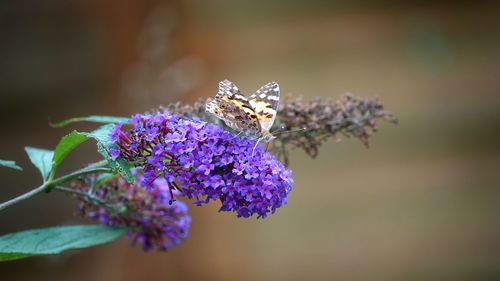 Close-up of butterfly pollinating on purple flower