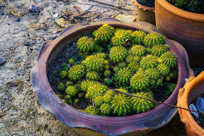 High angle view of potted plant in basket