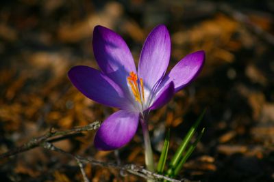 Close-up of purple crocus flower on field