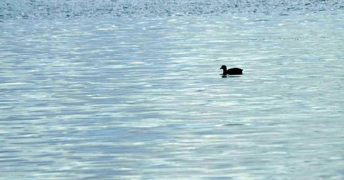 Silhouette duck swimming in lake