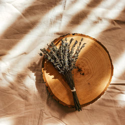 High angle view of plant on table