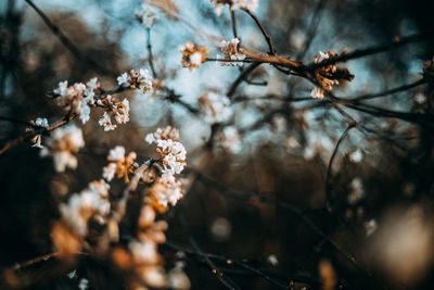 Close-up of cherry blossoms in spring