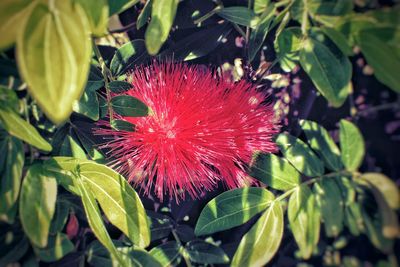 Close-up of red flower