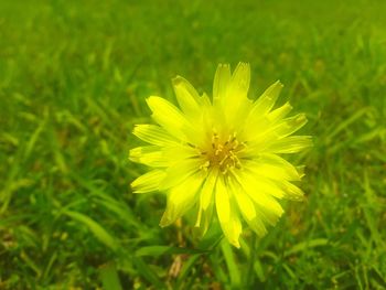 Close-up of yellow flower blooming in field