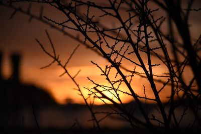 Silhouette of bare tree against sunset sky