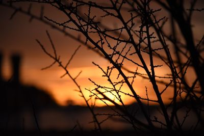 Silhouette of bare tree against sunset sky