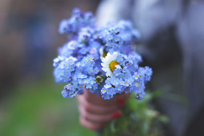 Midsection of woman holding forget-me-not