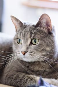 Close-up portrait of cat