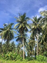 Palm trees against sky