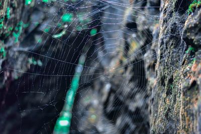 Close-up of spider on web