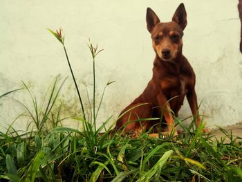 Portrait of a dog