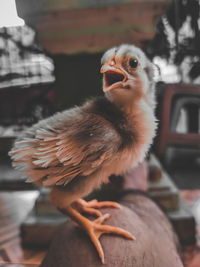 Close-up of a bird