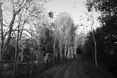 Road amidst trees in forest against sky