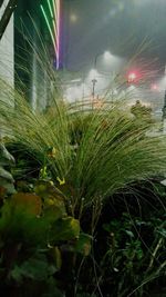 Close-up of wet plants during rainy season