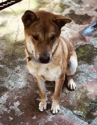 High angle portrait of dog standing outdoors