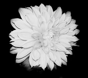 Close-up of white flower blooming against black background