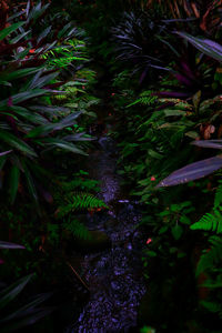 High angle view of plants