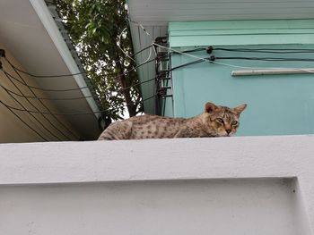 Portrait of a cat on wall