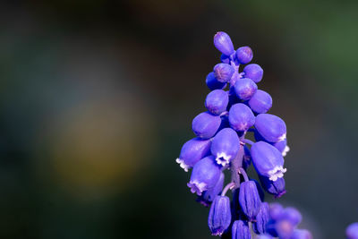 Close-up of purple blue flowers