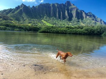 Dog by lake against sky