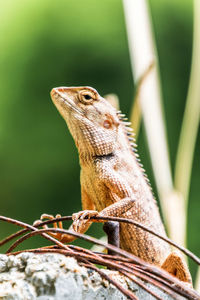 Close-up of lizard