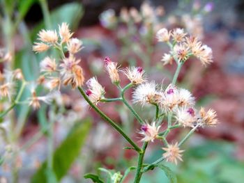 Close-up of flowers