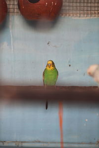 Close-up of parrot perching on metal