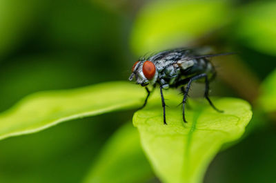 Close-up of fly on leaf