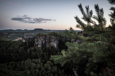 Scenic view of pine trees against sky