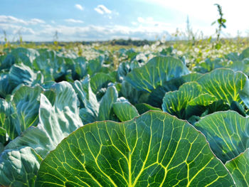 Close-up of fresh green leaves on field against sky