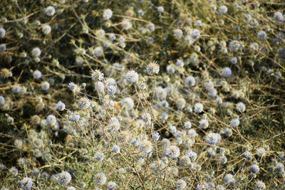 Close-up of snow on plants