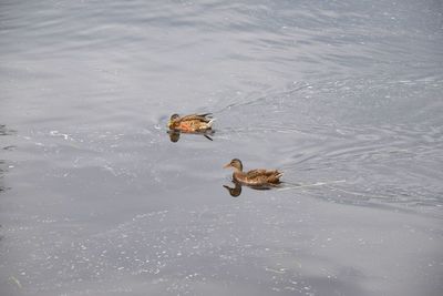 High angle view of ducks swimming in lake