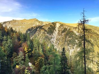 Panoramic shot of trees on landscape against mountain range