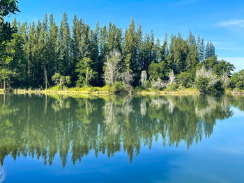 Reflection of trees in lake against sky