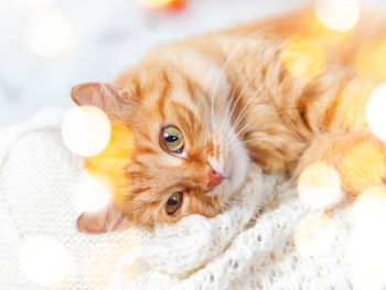 Cute ginger cat on knitted sweater. curious fluffy pet with warm beige clothes. light bulbs bokeh.