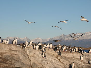Flock of birds flying