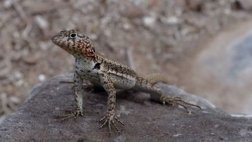 Close-up of a lava lizard. the picture is taken on the galápagos island of santa fe