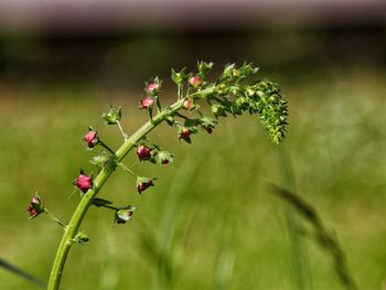 Close-up of pink flowering plant