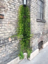 Ivy growing on brick wall