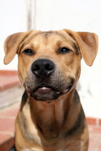 Close-up portrait of dog