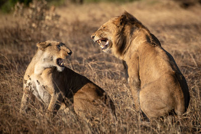 Lions growl at each other after mating